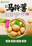 马铃薯