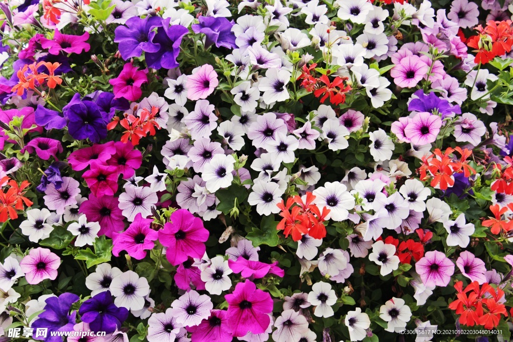 牵牛花花海