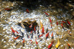 鲤鱼池