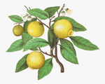 水果 蔬菜