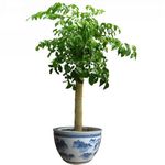 盆栽