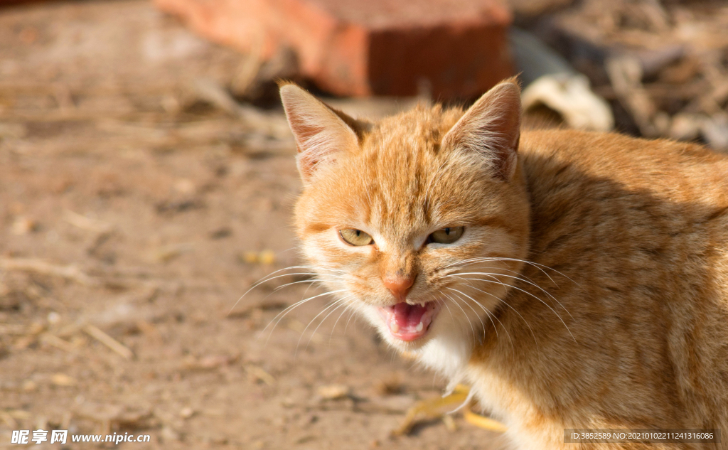 喵喵叫的黄猫