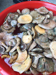 野生菌