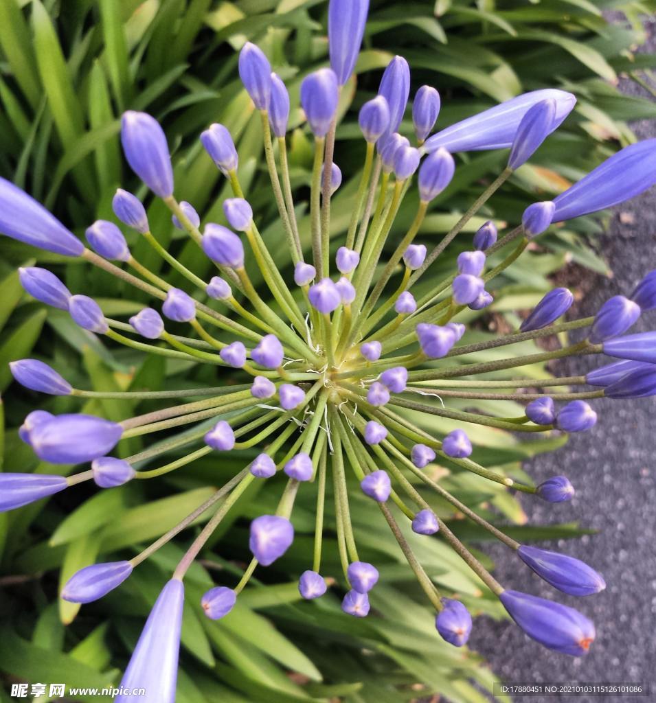 花卉