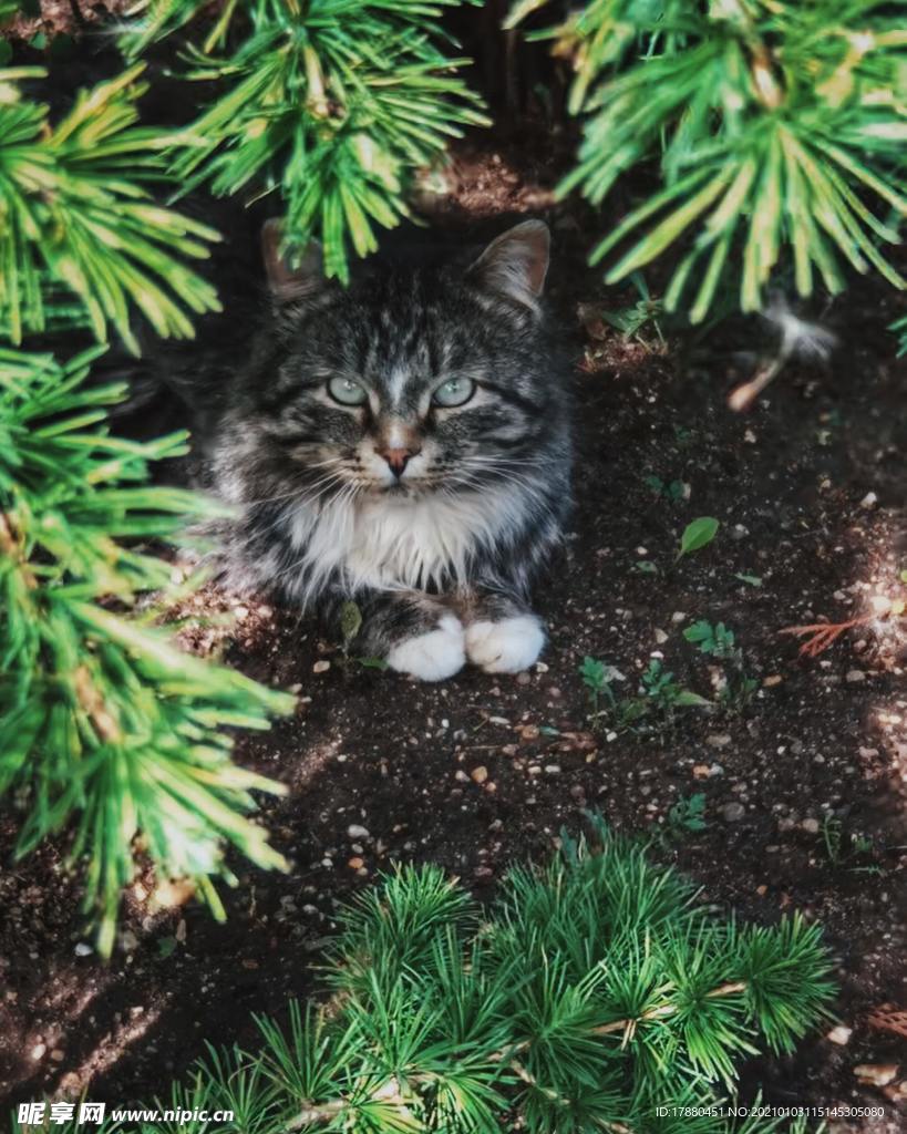 猫