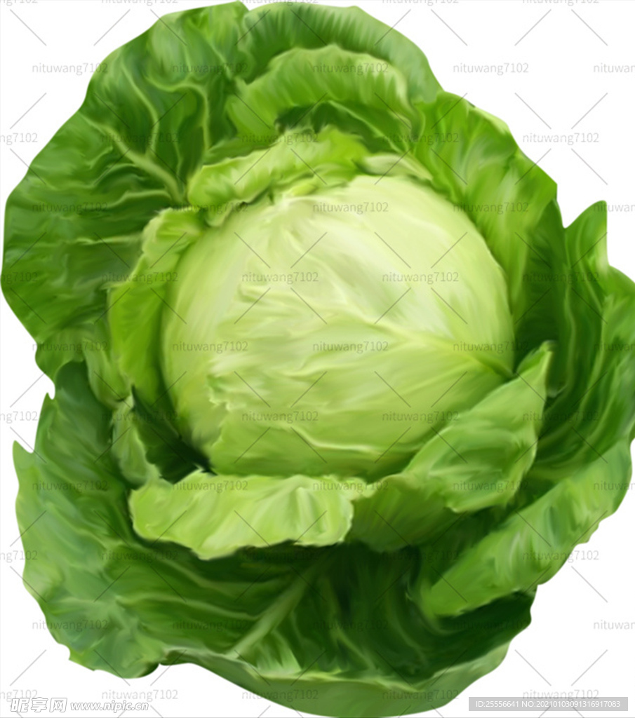 包菜