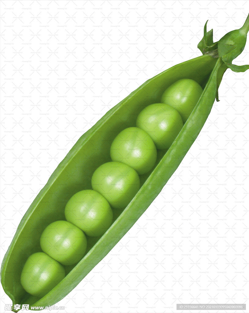 豌豆 甜豆