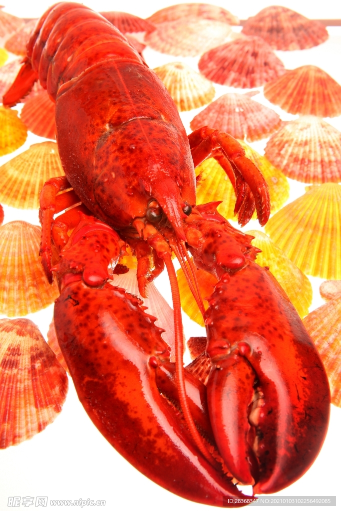 营养美食摄影