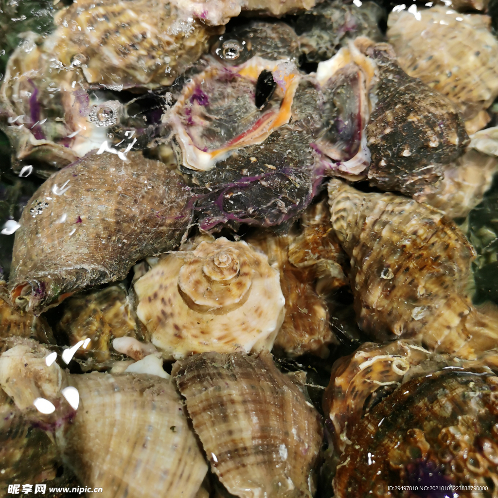 海螺