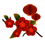 灯笼花