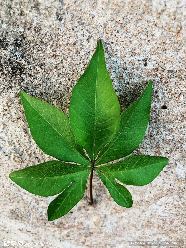 牵牛花叶子