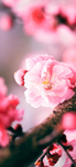 梅花图片