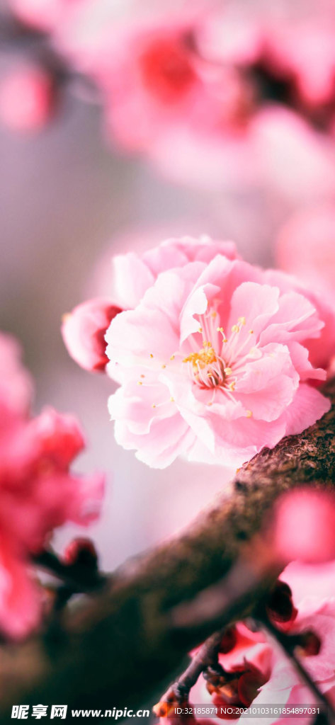 梅花图片