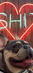 斗牛犬 图片