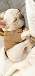 八哥犬 图片