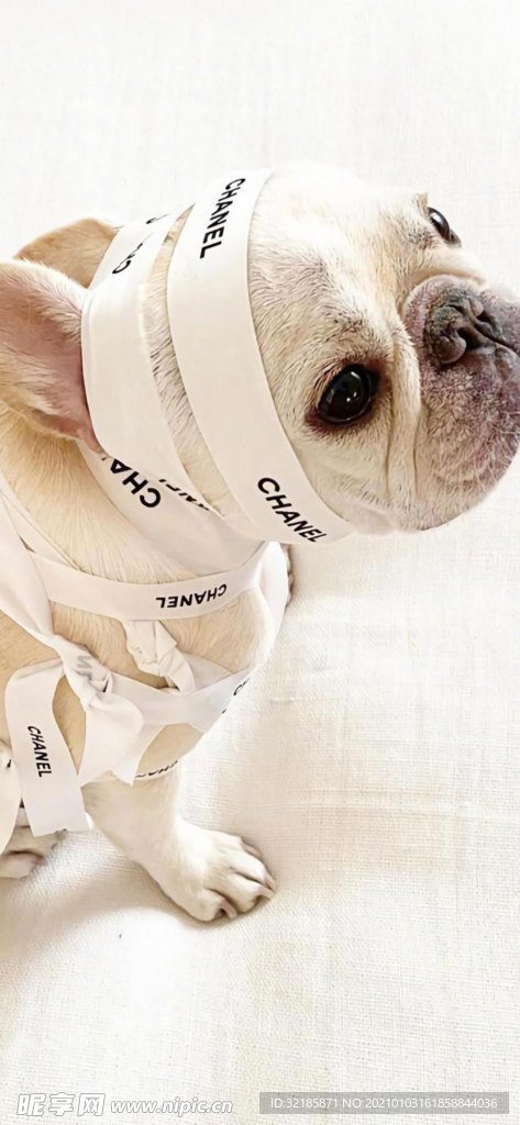 八哥犬图片