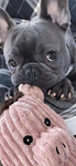 可爱 八哥犬图片