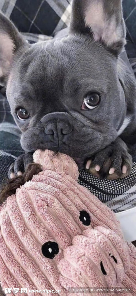 可爱 八哥犬图片