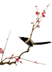 梅花 鸟素材