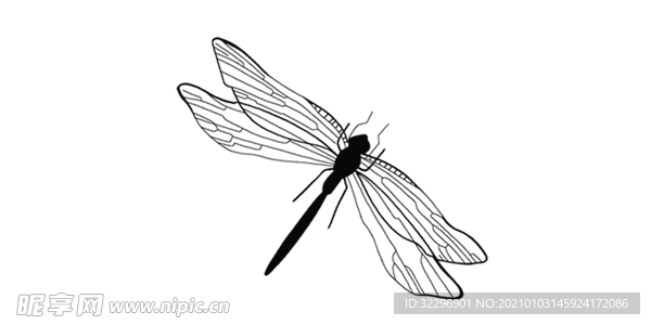 蜻蜓