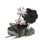 荷花元素