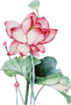 荷花元素