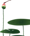 荷花元素