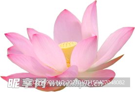 荷花元素