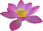 荷花元素