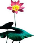 荷花元素