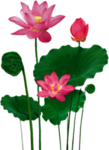 荷花元素