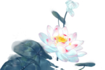 荷花元素