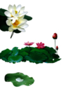 荷花元素