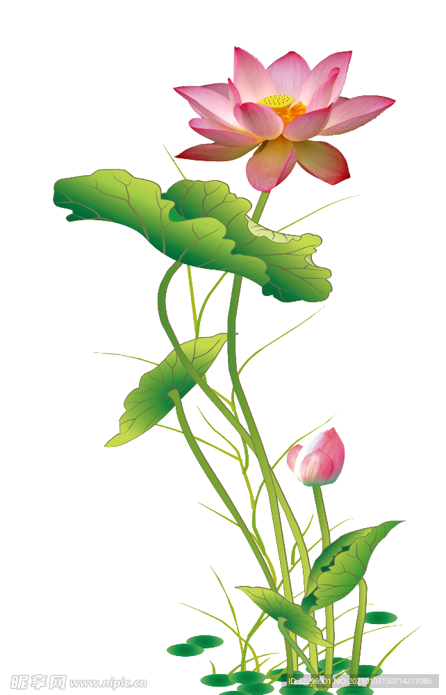 荷花元素