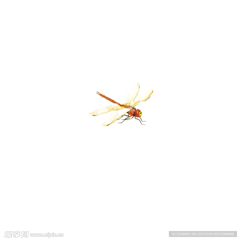 蜻蜓