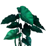 热带植物素材