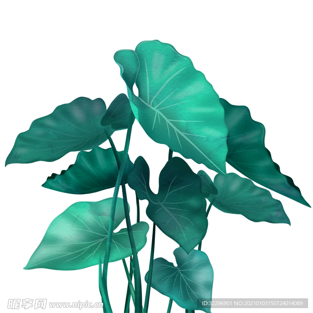 热带植物素材