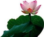 荷花元素