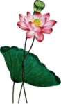 荷花元素