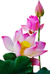 荷花元素