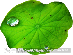 荷花元素