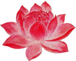 荷花元素
