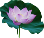 荷花元素