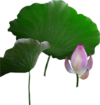 荷花元素