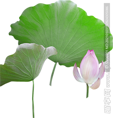荷花元素