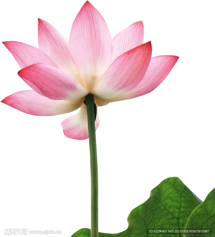 荷花元素