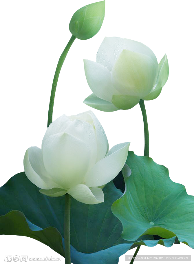 荷花元素