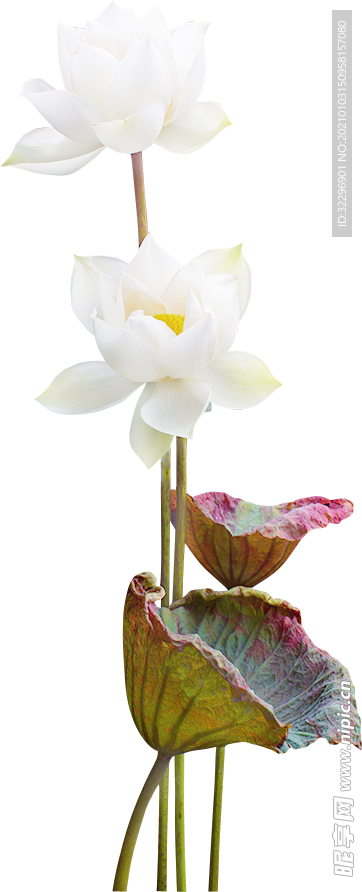 荷花元素