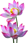 荷花元素