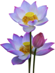荷花元素